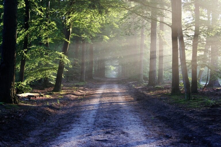 how to grow miyawaki forest