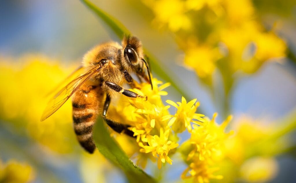 attract native pollinators to small urban gardens