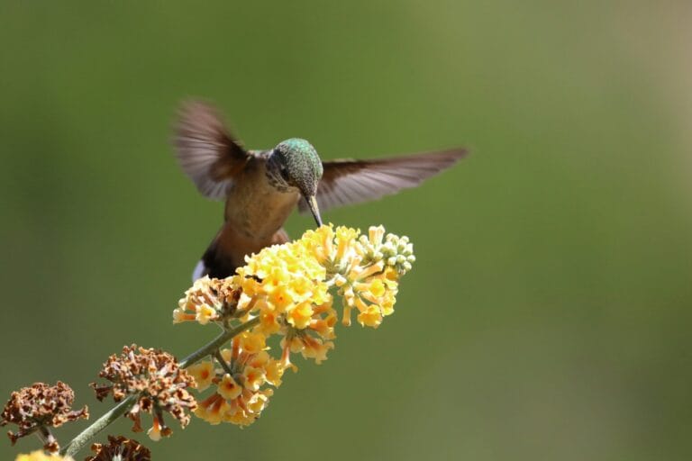 how to attract bees and butterflies in urban gardens