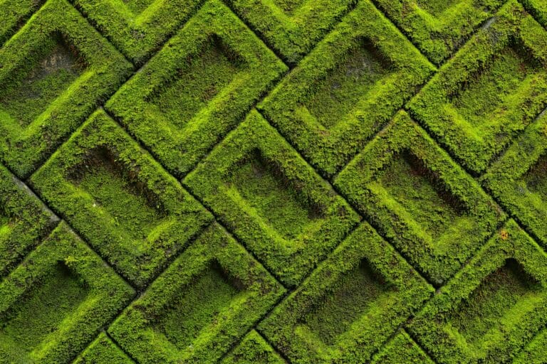 moss wall vs green wall