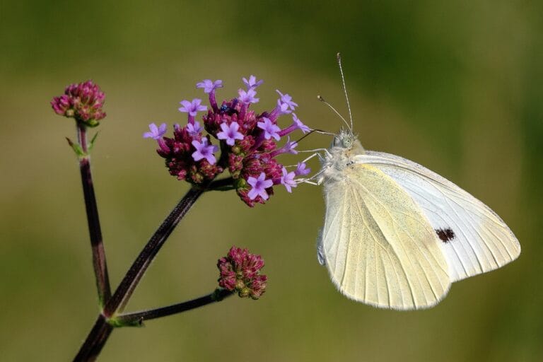 Create native pollinator habitat