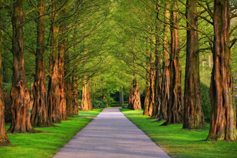 Benefits of roadside vegetation
