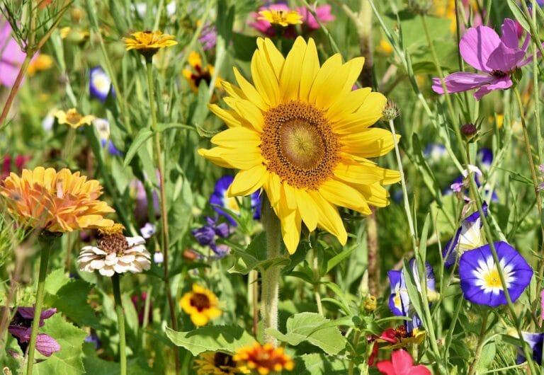 help native bees in cities